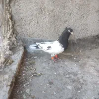 کفتر کله سیاه نر