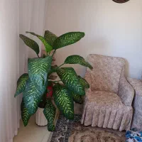 گل دیفن باخیا|گل و گیاه طبیعی|دهگلان, |دیوار