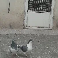 کبوتر حرفه ای|پرنده|فردیس, سرحدی|دیوار