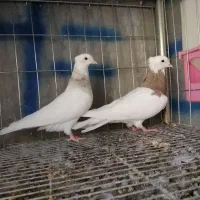 کبوتر طوقی|پرنده|ایوان, |دیوار