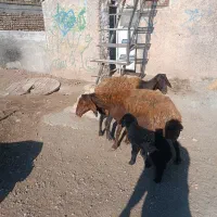 میش بره دار