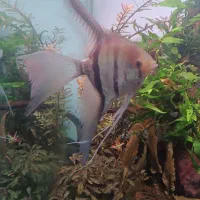 آنجل چهل گیس اورسایز