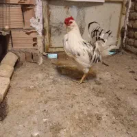 خروس|حیوانات مزرعه|پاکدشت, پاکدشت (مامازند)|دیوار