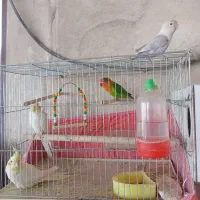 عروس هلندی و طوطی کوتوله