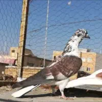 کفتر|پرنده|تهران, یاخجی آباد|دیوار