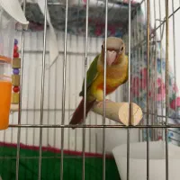 طوطی گرینچیک