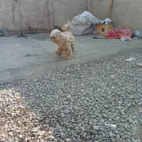 صگ نژاد دار|سگ|پاکدشت, پاکدشت (مامازند)|دیوار