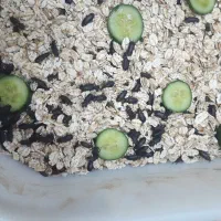 سوسک مولد میلورم