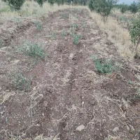 باغ سیب مرگور روستای گارانه و سه گرکان 6500 متر|فروش دفتر صنعتی، کشاورزی، تجاری|ارومیه, |دیوار