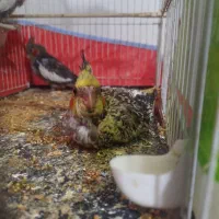 پرنده فروشی