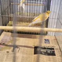 قناری مست|پرنده|بهار, |دیوار