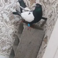 جفت نرو ماده سینه سیاه|پرنده|دزفول, |دیوار