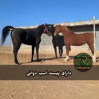 باغ ۵۰۰ و ۷۵۰ و۱۰۰۰ متری با سند نقد اقساط|فروش زمین و ملک کلنگی|شاهین‌شهر, گرگاب|دیوار