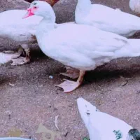 فروش اردک اسراییلی روسی|حیوانات مزرعه|سورک, |دیوار