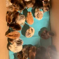 مرغ طبیعی تخم گذار