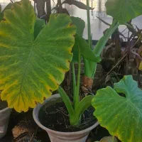 گل اپارتمانی|گل و گیاه طبیعی|مشکین‌دشت, |دیوار