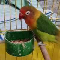 طوطی برزیلی