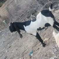 بز گلابی شماره