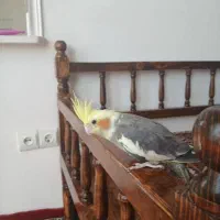 پرنده