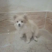 پامرخرسی وارددتی