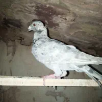 دوتا کفتر پرشی گرفتنی نر|پرنده|سبزوار, پیام|دیوار