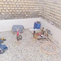 مرغ وخروس سراه خرمشهر عین دو دونی سیصدوپنجاه|حیوانات مزرعه|اهواز, عین ۲|دیوار