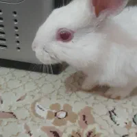 خرگوش چشم شرابی