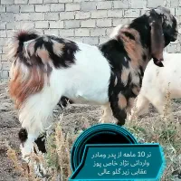 فروش تعدادی بزغاله اصل و یک نر ویک بز|حیوانات مزرعه|بوکان, |دیوار