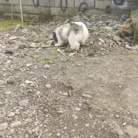 پاکوتاه تریراصیل ماده|سگ|تالش, هشتپر|دیوار