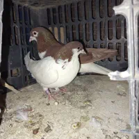 طوقی خوشگل|پرنده|خاش, |دیوار