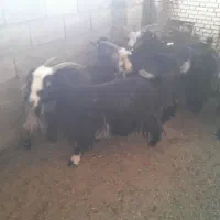 بزنامبروان|حیوانات مزرعه|شوشتر, |دیوار