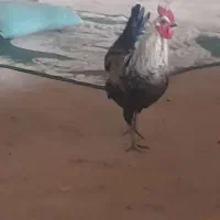 خروس لری|حیوانات مزرعه|بروجرد, |دیوار