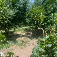 فروش زمین ۱۰۱۳ متری|فروش زمین و ملک کلنگی|باروق, |دیوار