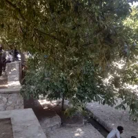 گندم شخمی سیروان بوجاری شده با سم