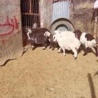 شش عدد بره شیر فروشی هراران