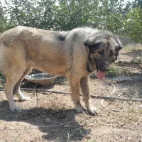 واگذاری سگ سرابی|سگ|هشتگرد, مدرس|دیوار