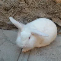 خرگوش لوپ|موش و خرگوش|مریوان, |دیوار