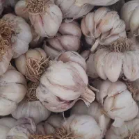 سیر کویر