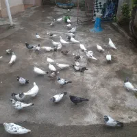 کبوتر|پرنده|صومعه‌سرا, |دیوار