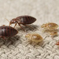 سمپاشی ساس بدونه بازگشت با کارشناسی دقیق