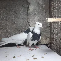 کبوتر|پرنده|تربت جام, والفجر|دیوار