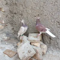 کبوتربورمسافتی