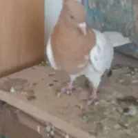 گمشده|حیوانات|بم, |دیوار