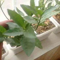 گل گیاه|گل و گیاه طبیعی|اسفراین, |دیوار