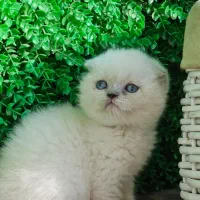 مرکز گربه با تخفیف