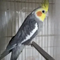 عروس هلندی گم شده