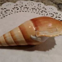 صدف شیپوری (مالوک)عمده
