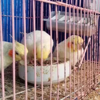 عروس هلندی