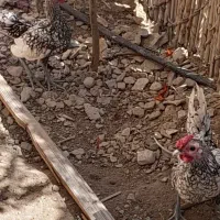 چهارتا خروس مینیاتوری سالم سرحال واکسن خورد|حیوانات مزرعه|آبدانان, |دیوار