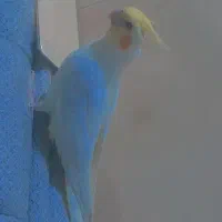 گمشده عروس هلندی